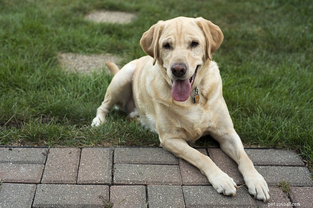 Laboratorní pes:5 skvělých faktů, které jste o tomto psovi nevěděli