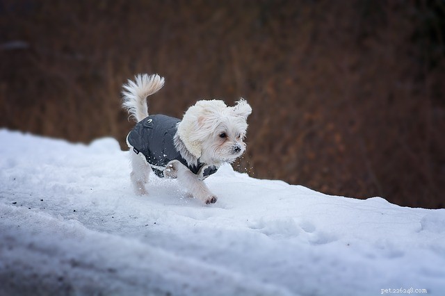 Psí kabáty:Opravdu váš pes potřebuje psí kabáty?