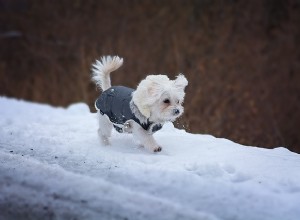 Casacos para cães:seu cachorro realmente precisa de casacos para cães?