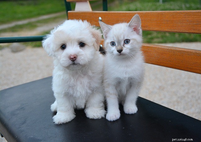 Chat et chien :l éternelle et légendaire querelle