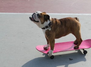 あなたがあなたのまたかわいい犬に名前を付けるためのかわいい犬の名前 