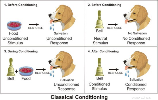 Le chien Pavlov et le conditionnement classique :qui était le chien Pavlov ?