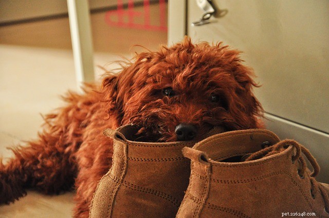 Waarom kauwen honden op schoenen? Laten we het uitzoeken!