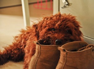 Por que os cães mastigam sapatos? Vamos descobrir!