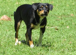 Como acalmar um cachorro:vamos dar uma olhada em algumas técnicas