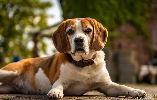 Cani xilitolo:che dire degli effetti dello xilitolo nei cani?