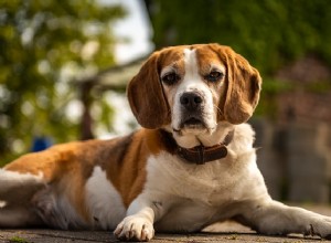 Cães de xilitol:e os efeitos do xilitol em cães?