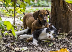 Antibiotika pro kočky a psy:co potřebujete vědět
