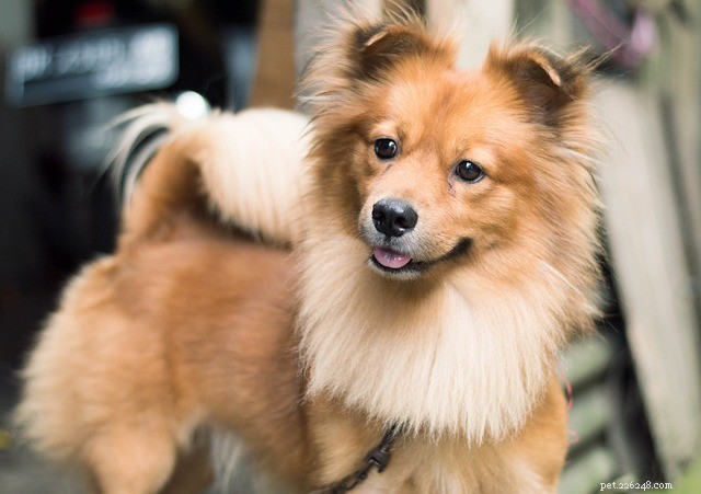 Hundutställning:vill du anmäla din valp till en hundutställning?