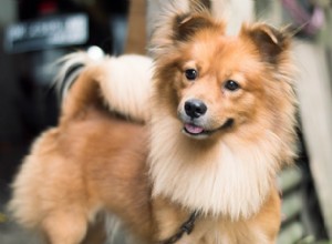 Exposição de cães:deseja inscrever seu filhote em uma exposição de cães?