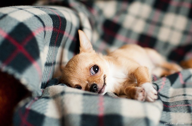 Les ténias chez le chien :causes, symptômes et traitement