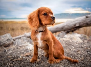 Ração para cachorro Zignature:o que você precisa saber