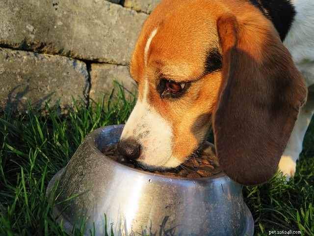 Naturlig hundmat:vilken typ av hundmat kan jag mata min hund?