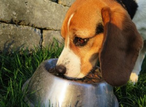 Alimentos naturais para cães:que tipo de alimentos para cães posso dar ao meu cão?