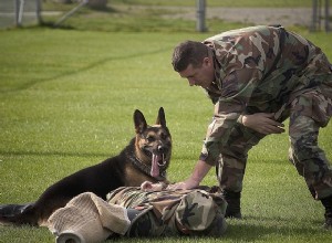 Quer adotar cães militares? Veja como.