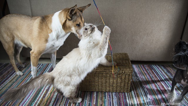 Ferramentas para cães e gatos:as essenciais
