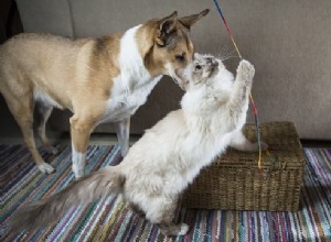 Ferramentas para cães e gatos:as essenciais