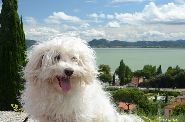 Bolognese hond:afkomst, kenmerken en persoonlijkheid