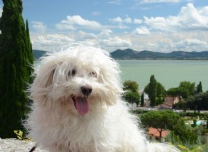 Cão bolonhês:origem, características e personalidade