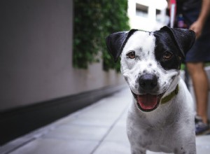 Confira os nomes de cachorros masculinos mais populares