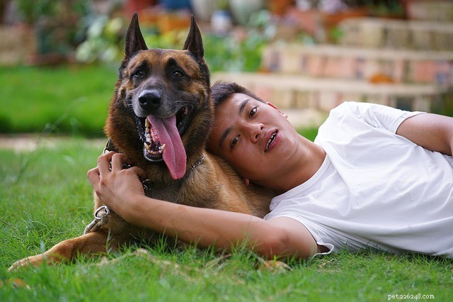 Adopteer gepensioneerde politiehonden:dit heb je nodig