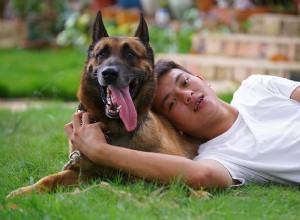 Adote cães policiais aposentados:eis o que você precisa