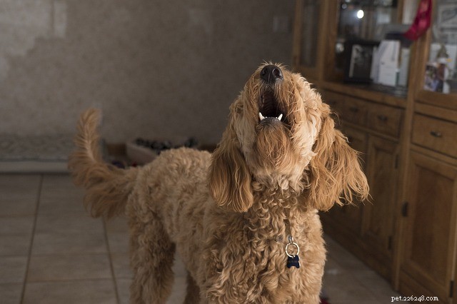 Stoppa överdrivet skällande hundar:varför skäller hundar?