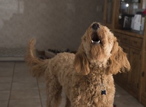 Zastavte nadměrné štěkání psů:proč psi štěkají?