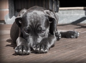 Os filhotes começam a ouvir comandos:a que horas?