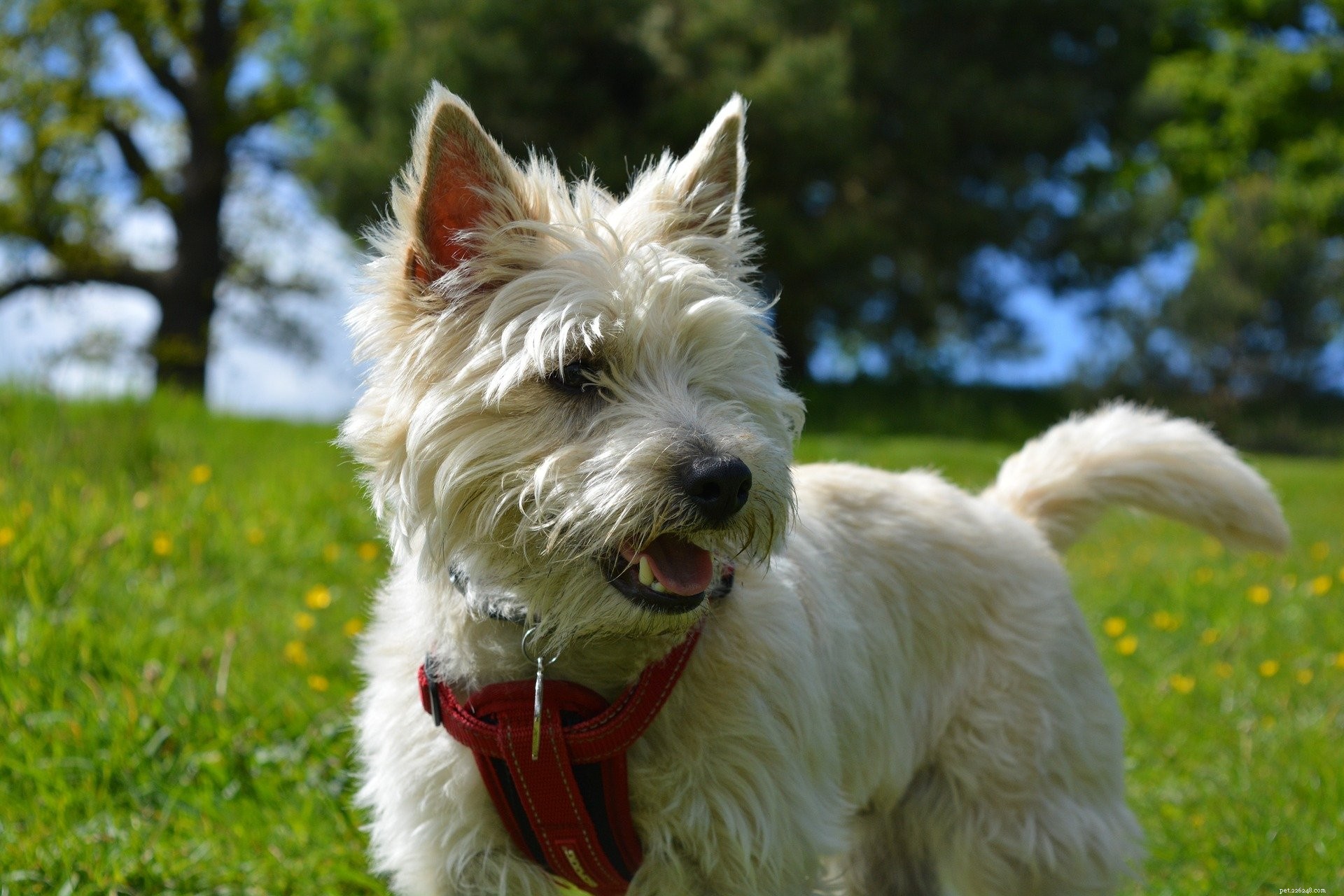 Cairn Terrier:ursprung, fysiska egenskaper och personlighet