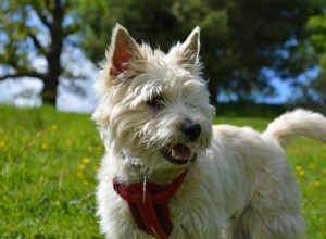 Cairn Terrier:origens, características físicas e personalidade