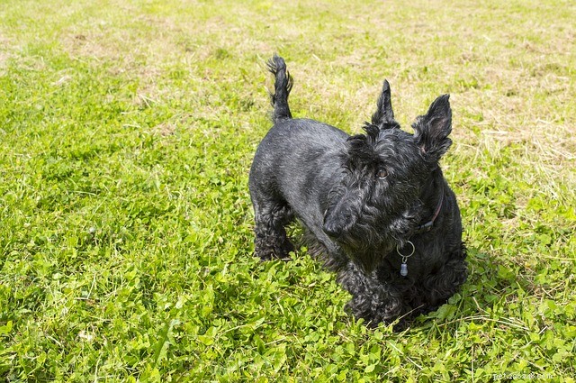 Scottish Terrier:origini, caratteristiche e personalità