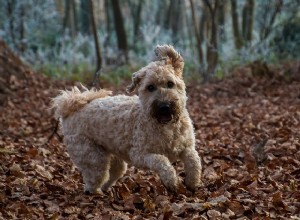 Terrier Irlandês:origens, características físicas e personalidade