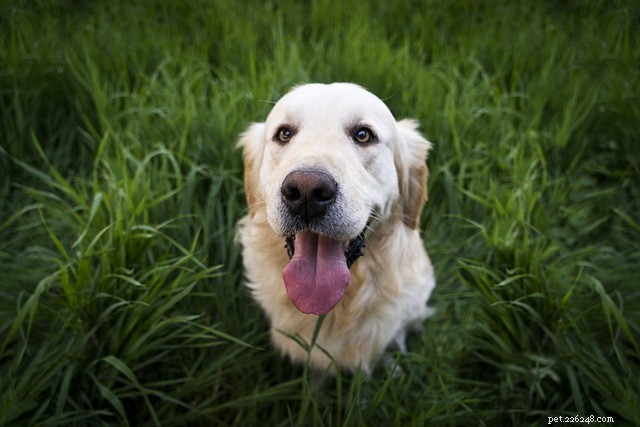 Frontline Plus для собак:что вам нужно знать