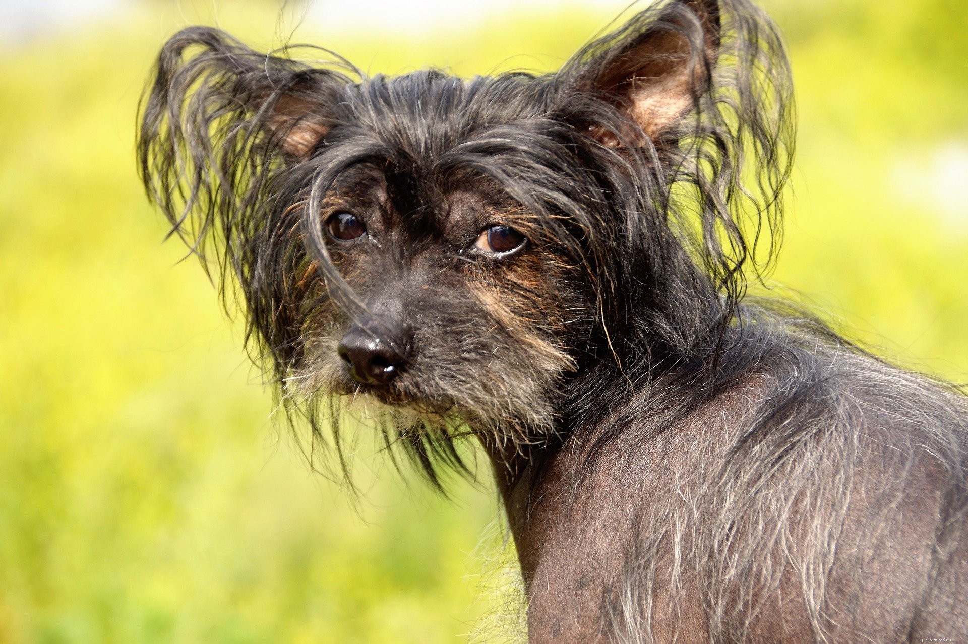 Mexikansk hårlös hund Xoloitzcuintli, ursprung och egenskaper