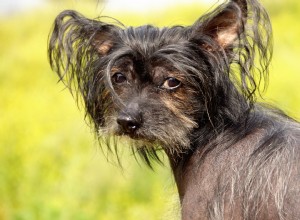 メキシコのショロイツクインコXoloitzcuintli、起源と特徴