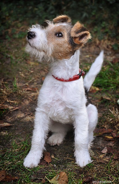 Wire Fox Terrier :origines, caractéristiques et personnalité