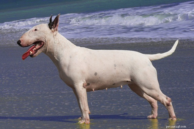 Miniatuur Bull Terrier:kenmerken en persoonlijkheid