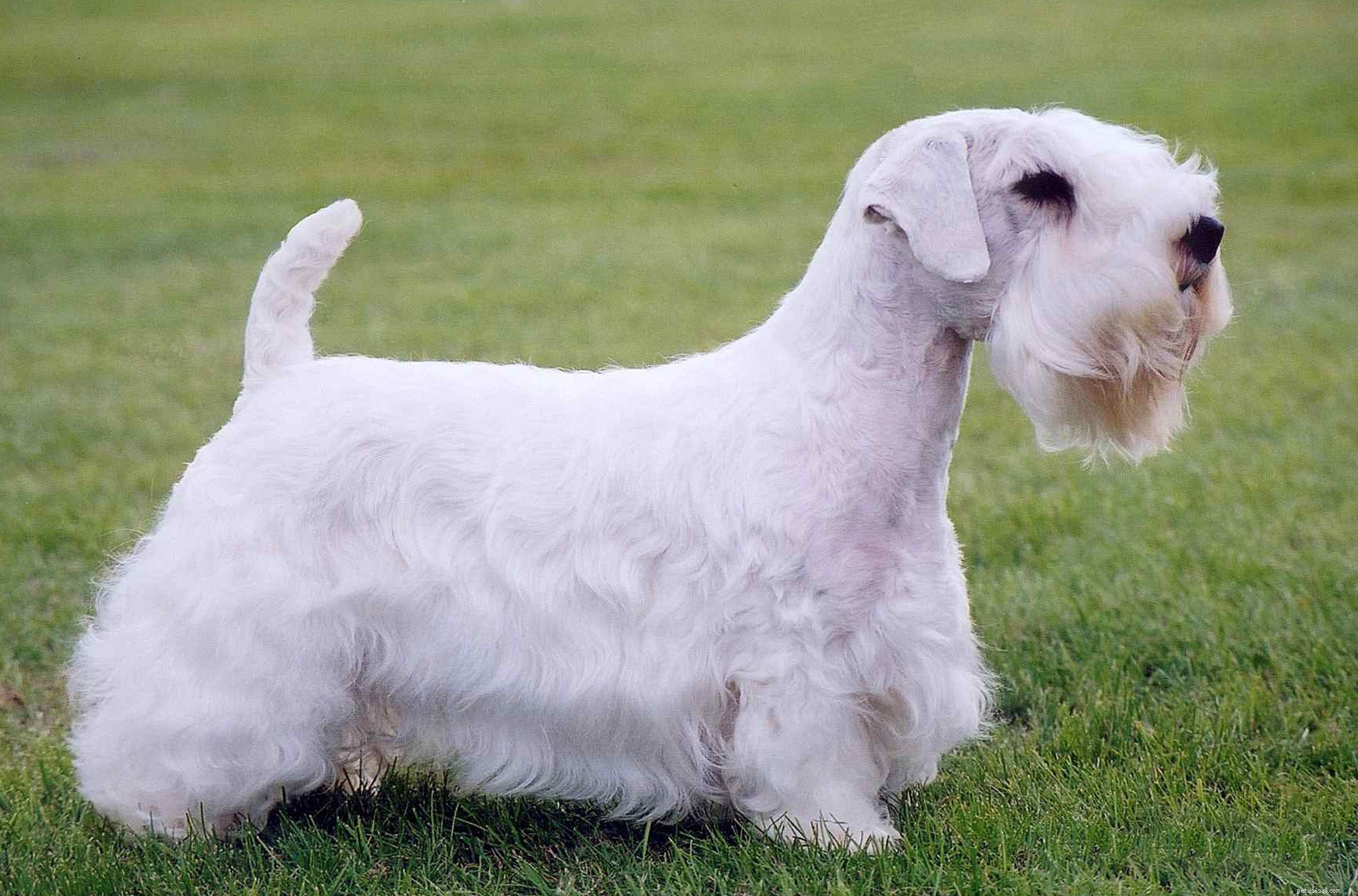 Sealyham Terrier:ursprung, egenskaper och personlighet