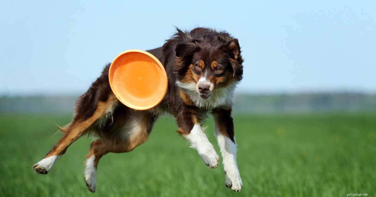 Веселые собачьи игры, в которые можно поиграть со своим псом!