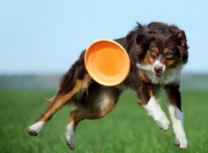 Jogos divertidos de cachorro para brincar com seu cão!