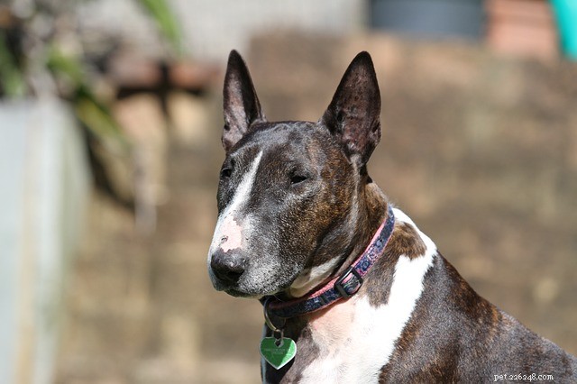 Bull Terrier:afkomst, fysieke kenmerken en persoonlijkheid