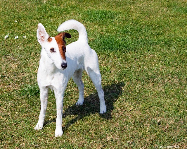 Smooth Fox Terrier:afkomst, kenmerken en persoonlijkheid