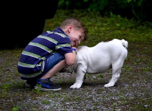 Os melhores cães de família:fazendo a melhor escolha