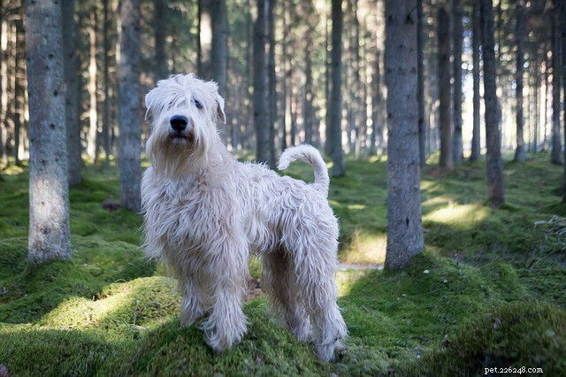 Soft Coated Wheaten Terrier, origem e características físicas