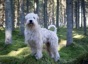 Soft Coated Wheaten Terrier, 원산지 및 물리적 특성