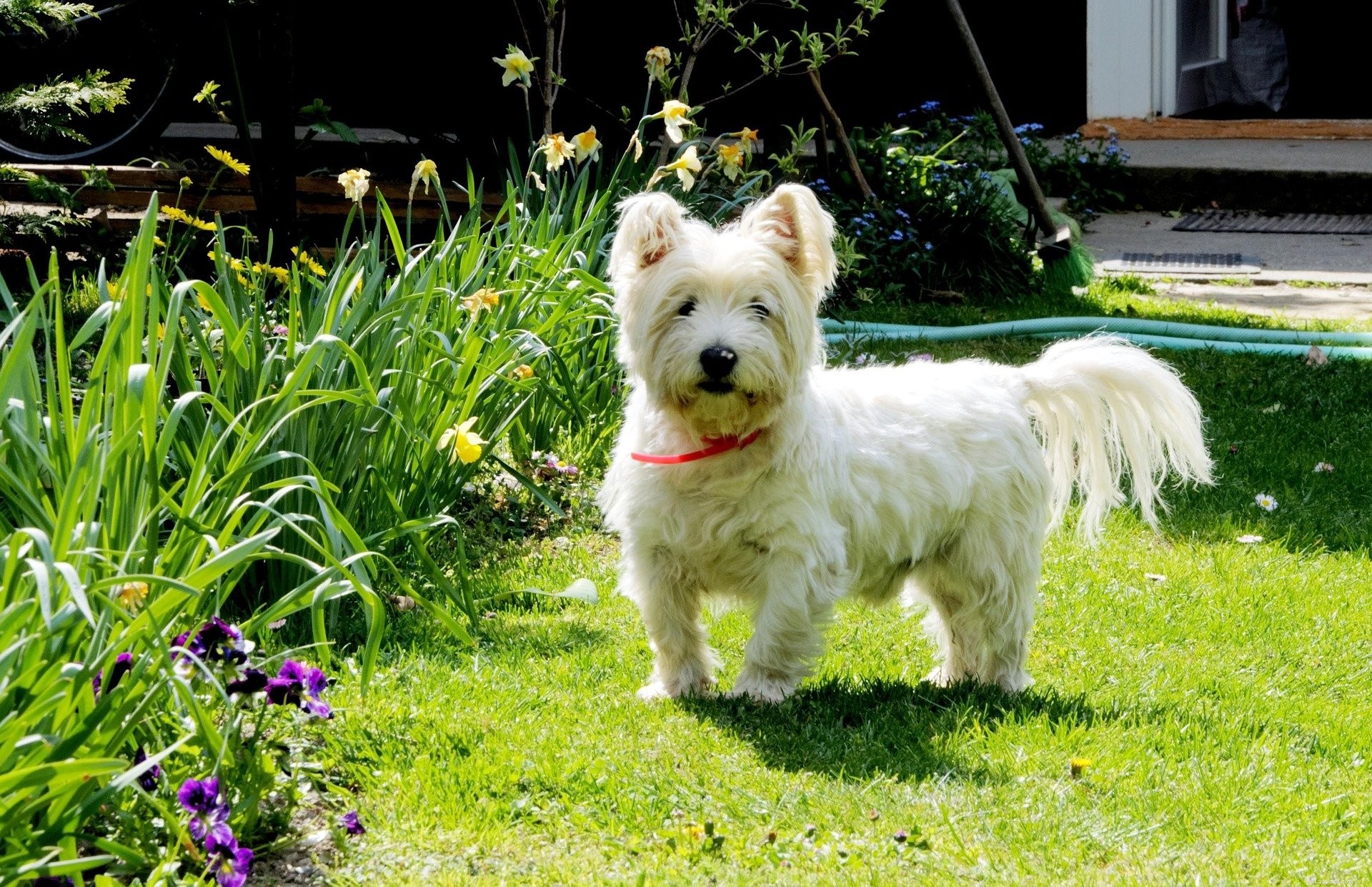 West Highland White Terrier:kenmerken en persoonlijkheid
