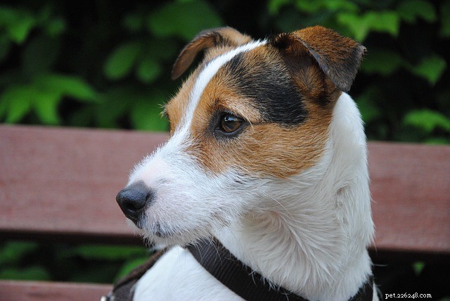 Parson Russell Terrier:afkomst en kenmerken