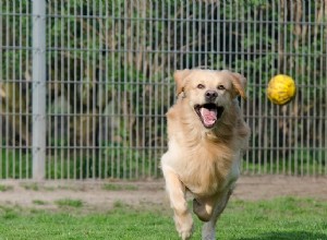 Cerca elétrica para cães:veja o que você precisa saber