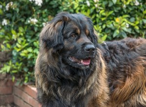 Cão leão:você já ouviu falar dele?